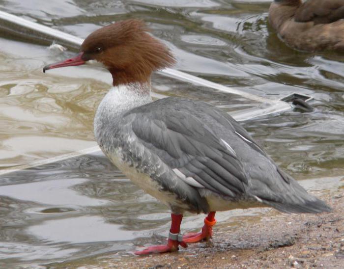 утка крохаль картинка