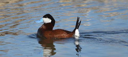 Утка водоплавающая