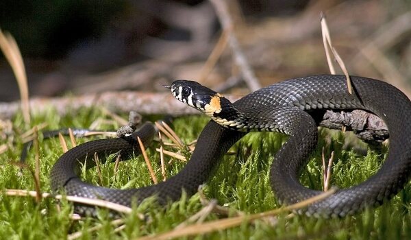 Что делать, если укусил уж взрослого или ребенка, симптомы, последствия укуса, первая помощь