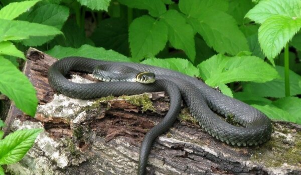 Что делать, если укусил уж взрослого или ребенка, симптомы, последствия укуса, первая помощь