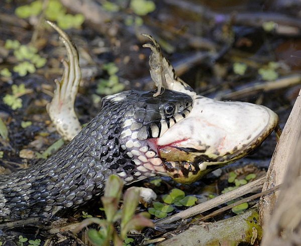 Уже распространено: описание и изображение
