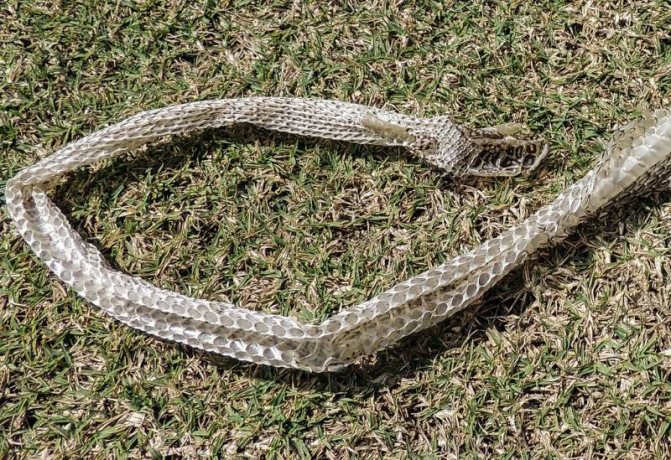 Уже распространено: описание и изображение