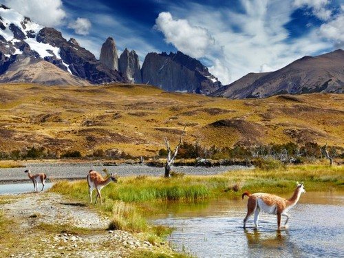 В какой стране встречается животное гуанако