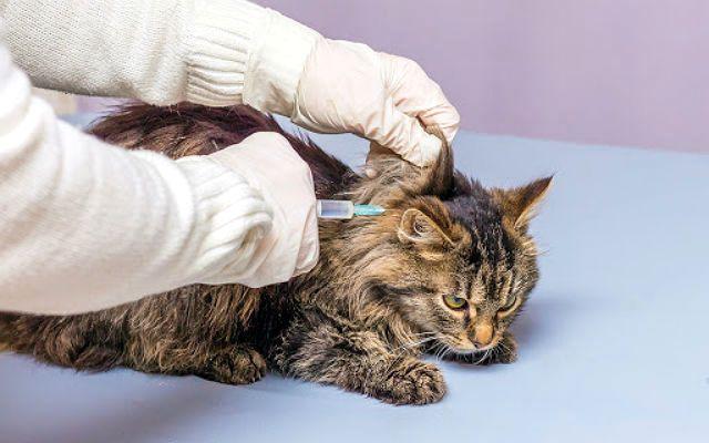 Содержание мейн-кунов – советы и рекомендации