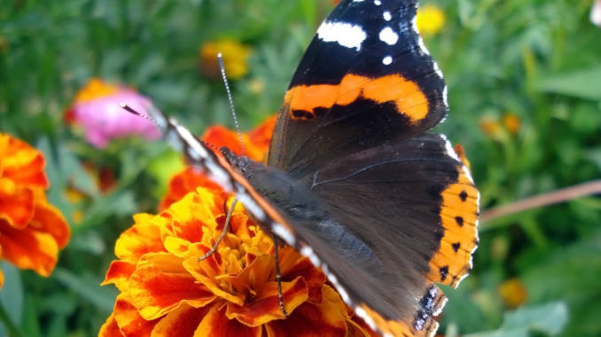 Бабочка адмирал: описание насекомого, особенности, виды, среда обитания