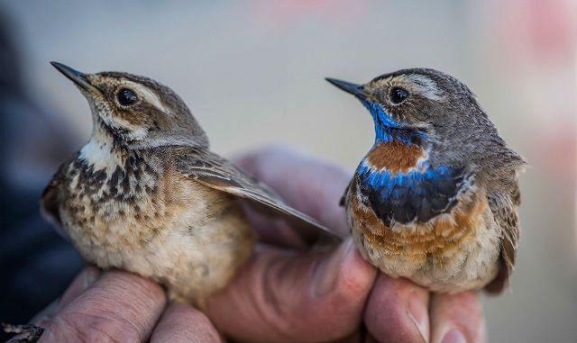Варакушка: описание птицы с ярким клювом, фото, где обитает, чем питается, цвета, подвиды, интересные факты