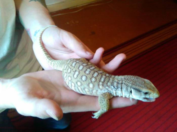 варан и человек