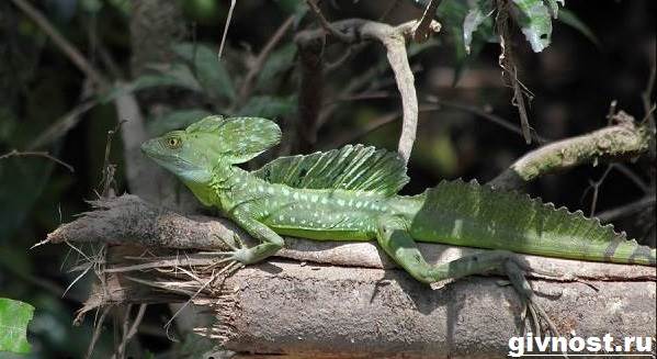 Василиск-ящерица-Образ-жизни-и-среда-обитания-василиска-1