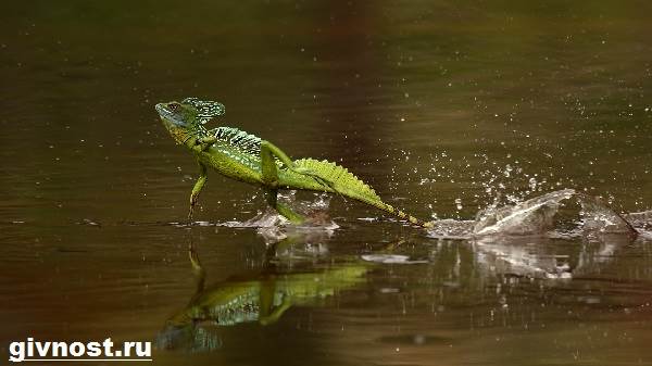 Василиск-ящерица-Образ-жизни-и-среда-обитания-василиска-3