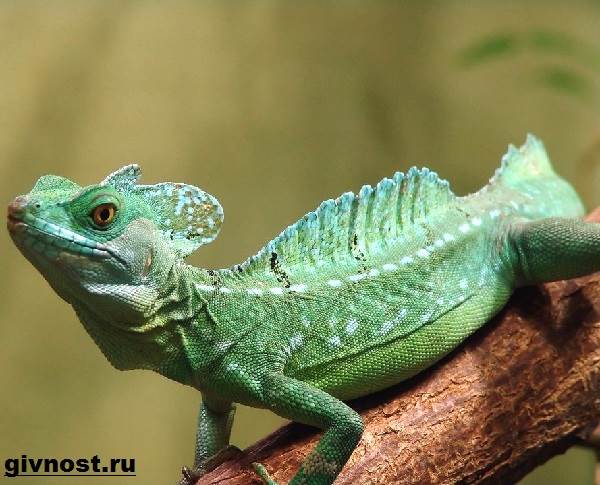 Василиск-ящерица-Образ-жизни-и-среда-обитания-василиска-7