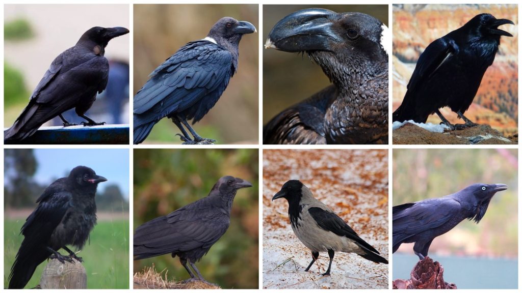 Виды ворон
