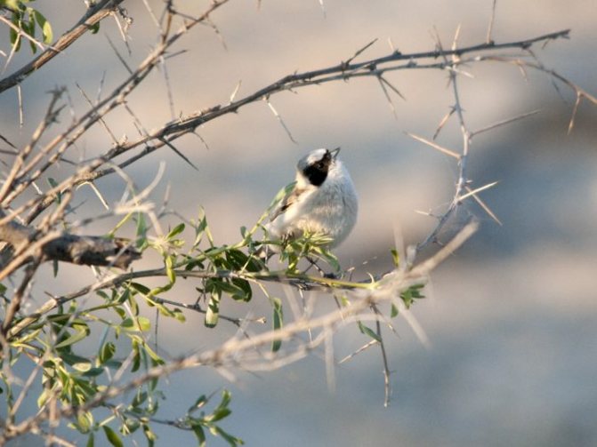 Венценосный ремез фото