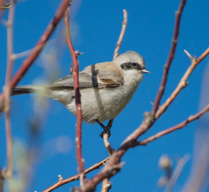 Венценосный ремез — Remiz coronatus