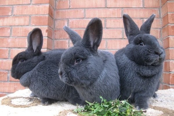 Венские голубые кролики