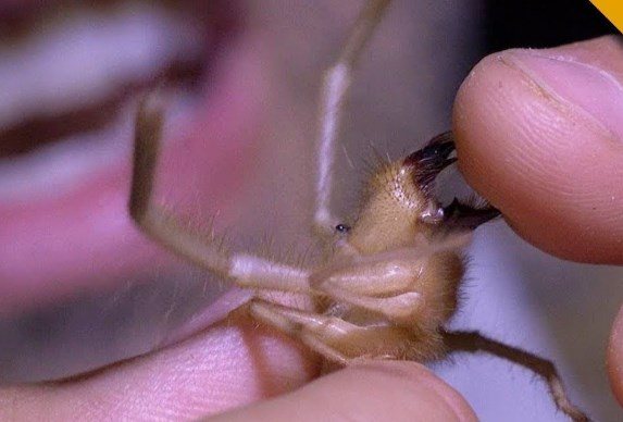 Паук фаланга (сольпуга): членистоногое, разрывающее своих жертв