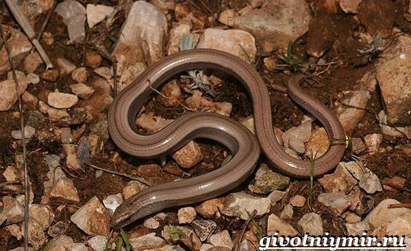 Образ жизни и среда обитания ящерицы-паука-ящерицы-1