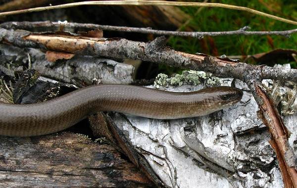 Веретеница-ящерица-Описание-особенности-виды-образ-жизни-и-среда-обитания-веретеницы-7