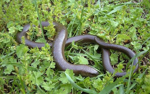 Веретеница-ящерица-Описание-особенности-виды-образ-жизни-и-среда-обитания-веретеницы-5