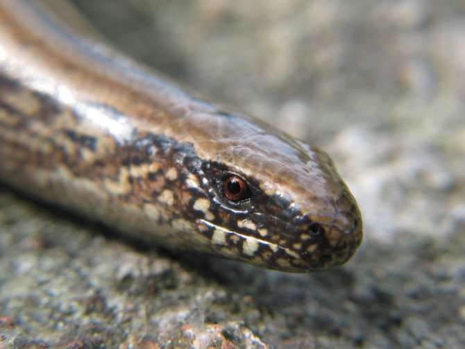 Веретеница