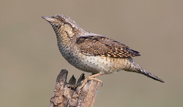 Вертишейка - птица-змея, дятел с голосом сокола