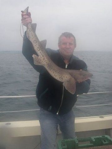 Кошачья акула