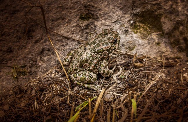 Земляная жаба —  описание, как выглядит и где обитает