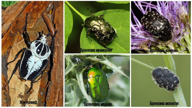 Бронзовка золотистая - большой зеленый жук, враг цветоводов