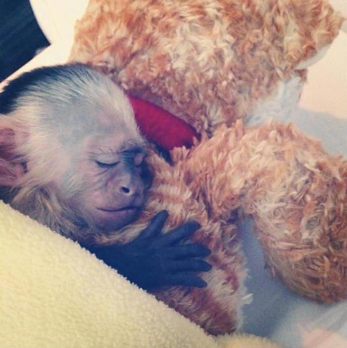 виды домашних обезьян