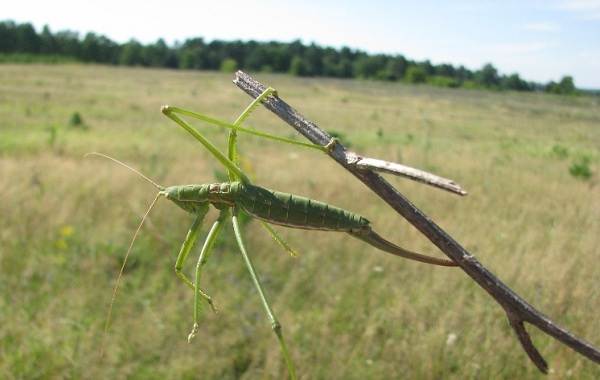 Чем отличается кузнечик от сверчка: основные отличия, особенности видов