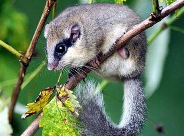 Виды сонь (животных)