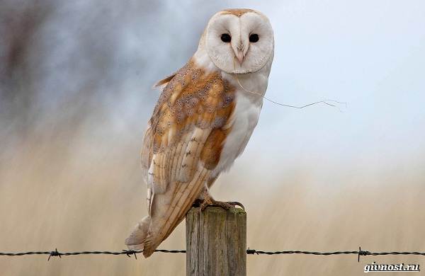 Виды-совы-описание-особенности-названия-и-изображения-птиц-16