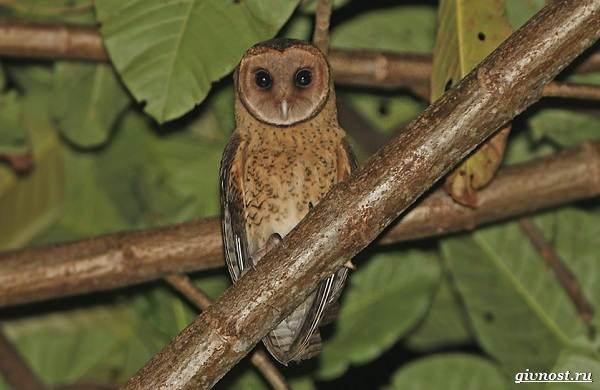 Виды-совы-описание-особенности-названия-и-изображения-птиц-17