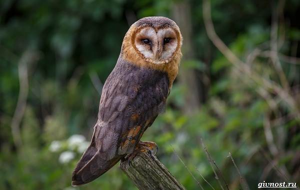 Виды-совы-описание-особенности-названия-и-изображения-птиц-18