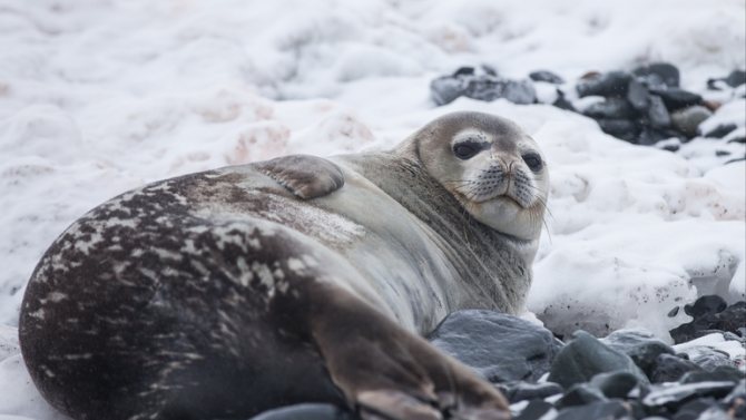 Виды тюленей
