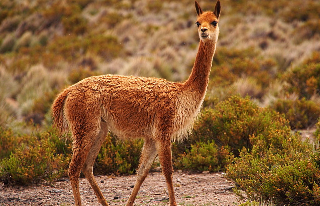 Викунья - родственница ламы