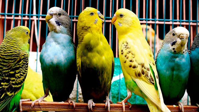 Влияние пола попугая на предрасположенность к обучению