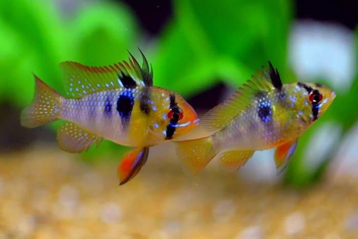 Внешний вид апистограммы Рамирези