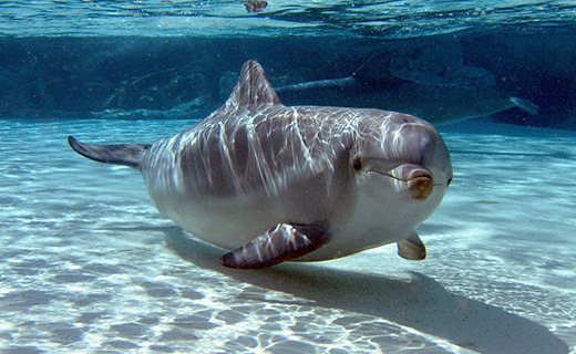 Дельфин-белобочка - самый обыкновенный дельфин?