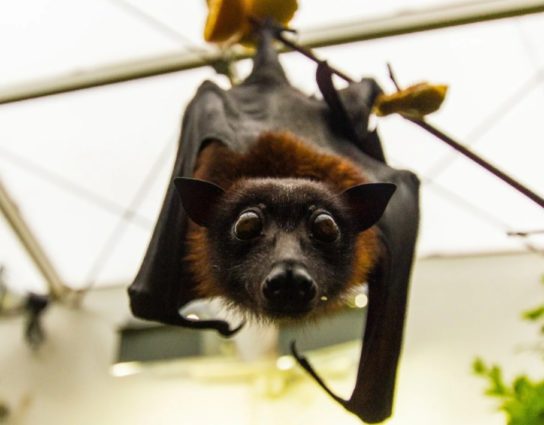 внешний вид летучей собаки