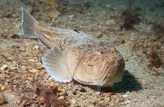 внешний вид рыбы коровы