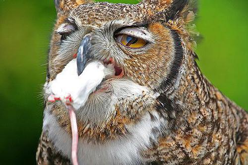 внешний вид совы