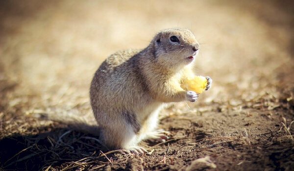 Внешний вид суслика
