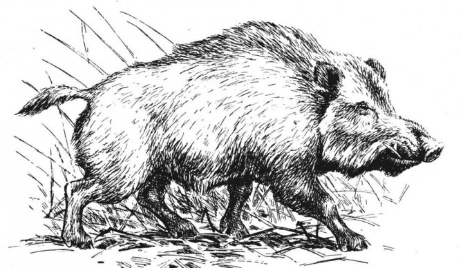 Дикий кабан - описание животного, где обитает, чем питается