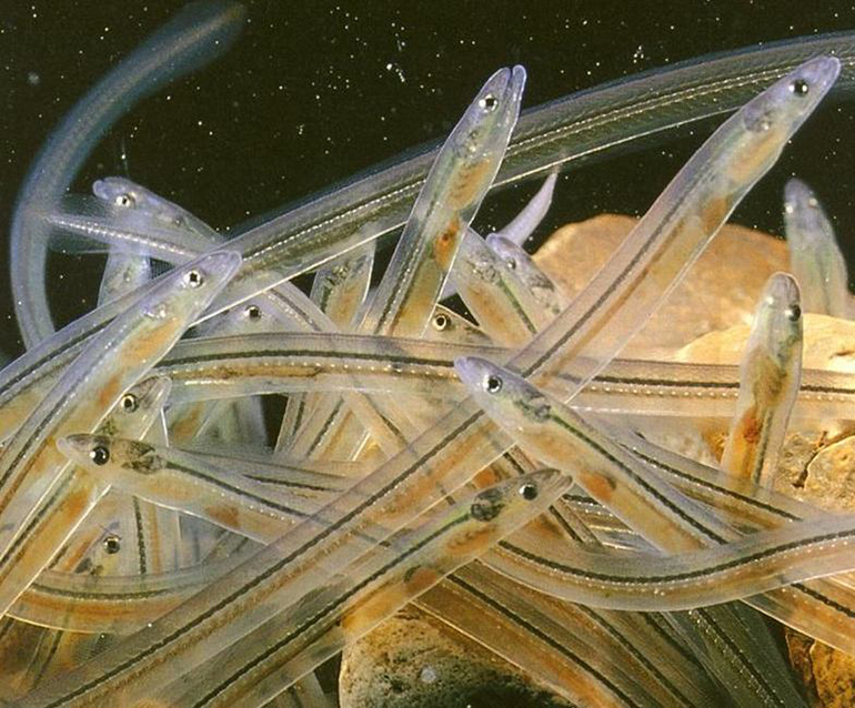 Внешний вид гусеницы