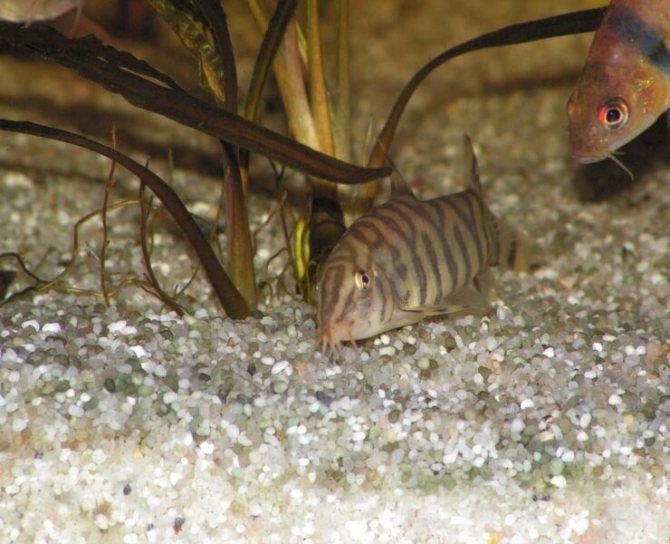 Водится в индийских водоемах
