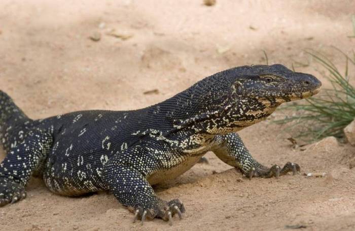 Водный варан