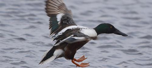 Водоплавающая черно-белая птица