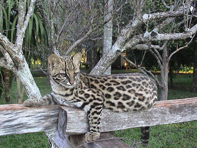 Дикая кошка онцилла: описание внешности и характера, ареал обитания и образ жизни, размножение и численность вида