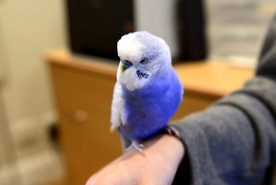 волнистые попугаи