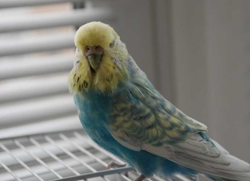 волнистый попугай чех в чем отличие